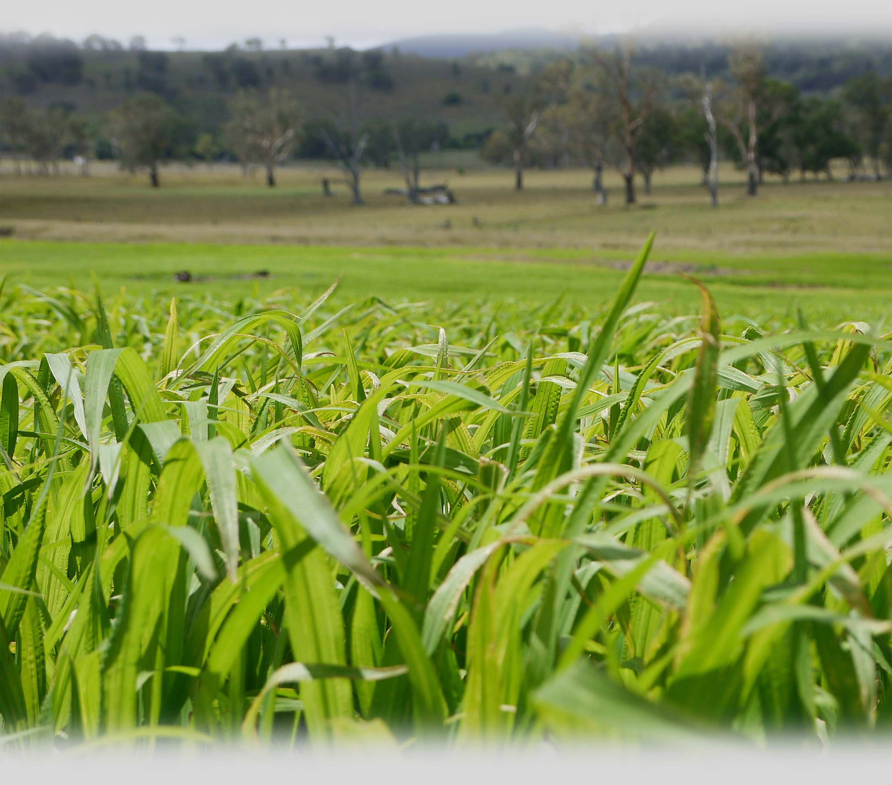 Odoo - Sample 1 for three columns