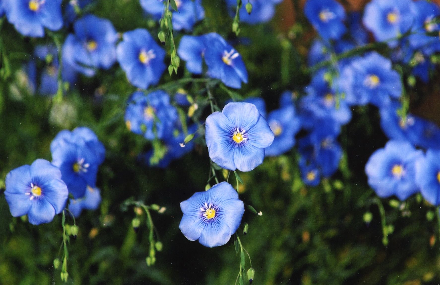 Odoo - Sample 2 for three columns